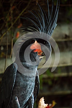 Picture of Palm cockatoo from side angle