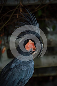 Picture of Palm cockatoo from side angle