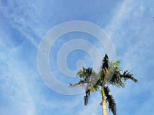 A picture of a palm tree blue sky background