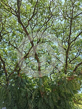 a picture of a parasite plant in a shady tree