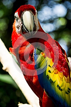 Picture of a parrot at \