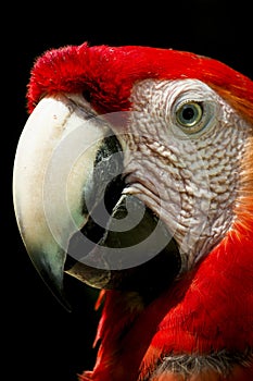 Picture of a parrot posing at \