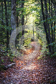 Path through the woods in the fall in New England