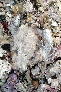 A picture of a pegasus fish