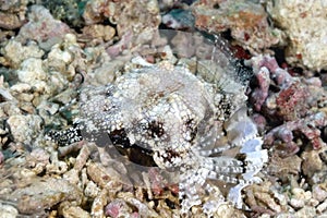 A picture of a pegasus fish