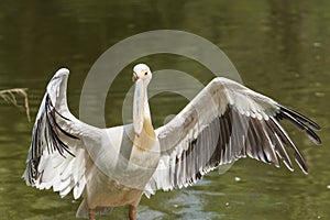 A picture of a pelican