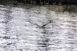 Pelican flying overhead at Shem Creek in Mount Pleasant South Carolina photo