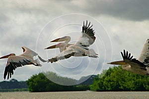 Picture of pelicans captured in Senegal