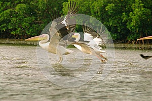 Picture of pelicans captured in Senegal