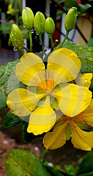 Picture Perfect: Yellow Tropical Garden Flower with Morning Dew photo