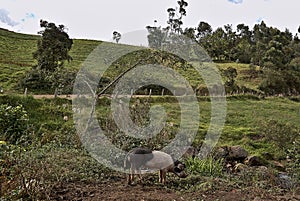Pig close to a road in rural area photo