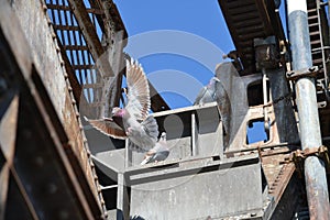 Flying pigeon on bridge