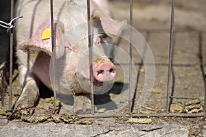 Picture of piglet sleeping behind metal cage tied with wire at a