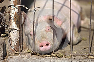 Picture of piglet sleeping behind metal cage tied with wire at a