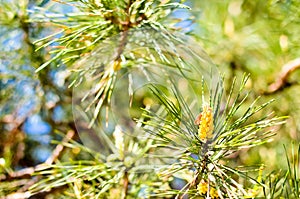 Picture of pine branchlets early spring blooms photo