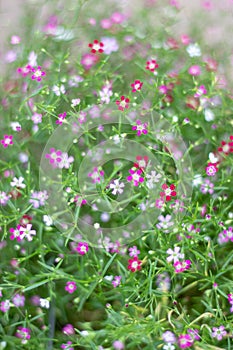 The picture of a pink flower garden with beautiful green blur