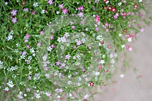 The picture of a pink flower garden with beautiful green blur