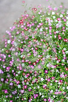The picture of a pink flower garden with beautiful green blur