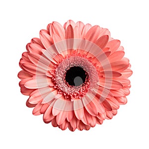 picture of pink gerbera daisy flower illustrating the concept of beauty of nature