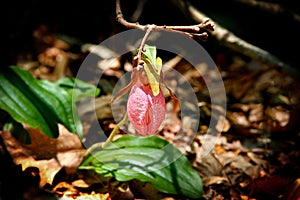 Pink lady slipper flower