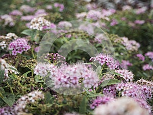 Picture of a pink plants in the gardenery.