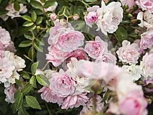 Picture of a pink roses in the gardenery.