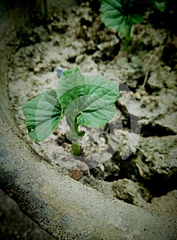 This picture of a plant to start  our journey after Germinate