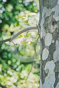 Picture with a Platanus occidentalis American sycamore tree trunck and a branch. Close up detail photo