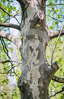 Picture with a Platanus occidentalis American sycamore tree trunck and a branch. Close up detail photo