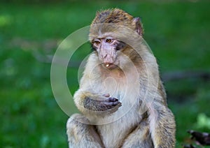 Picture of playing and eating barbary macaques on a meadow