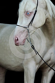 Picture presenting horse with blue eyes