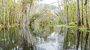 Picture of pretty Suwannee River and Twin Rvers State Forest in Florida in spring during daytime