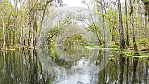 Picture of pretty Suwannee River and Twin Rvers State Forest in Florida in spring during daytime