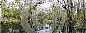 Picture of pretty Suwannee River and Twin Rvers State Forest in Florida in spring during daytime