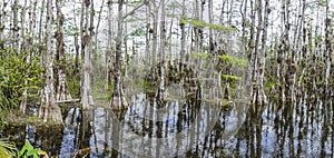 Picture of pretty Suwannee River and Twin Rvers State Forest in Florida in spring during daytime