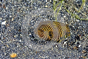 A picture of a puffer fish