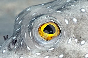 A picture of a puffer fish