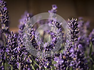 Picture of a purple lavender plants in the gardenery.
