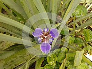 Purple Trimezia Flower - Walking Iris - Nature - Garden - Plants photo