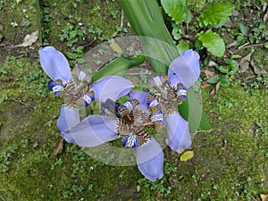 Purple Trimezia Flower - Walking Iris - Nature - Garden - Plants photo