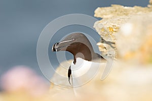 A picture of a razorbill (Alca torda) taken from above