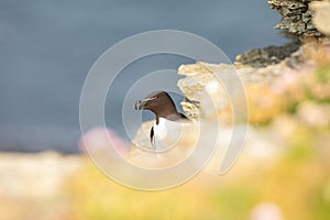 A picture of a razorbill (Alca torda) taken from above