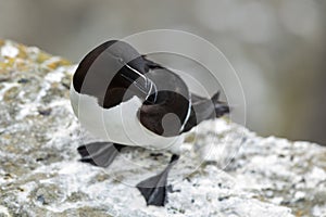 A picture of a razorbill (Alca torda) taken from above