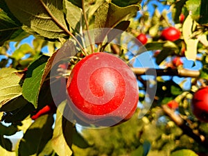 Red apples on tree on blue sky