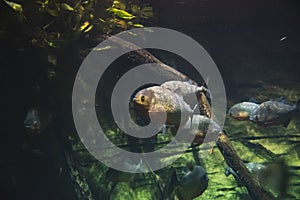 A picture of red-bellied piranhas swimming in the aquarium.