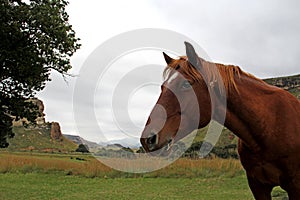 Picture of a red-brown horse head outdoors in nature near Golden Gate, Orange Free State, South Africa.