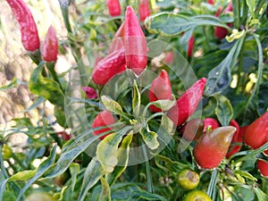 Picture of red chilli plants.