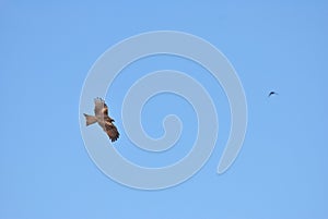 Red kite taking higher in the sky photo