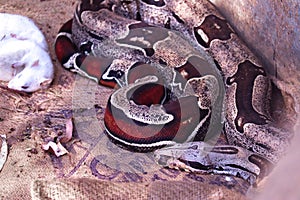 Picture of red phyton snake
