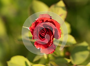 Image of rose with shriveled petals with a beautiful blurry background photo